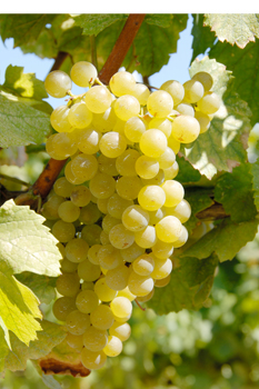 Knowledge of Wine : Major Varieties of White Grapes